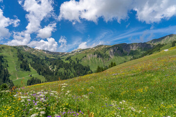 mountain landscape with boolming meadows in the austrian Alps of Vorarberg, near famous mountain village of Damuels