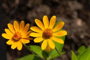 Melampodium Butter Daisy, mini sun flower, yellow flower Rudbeckia, Heliopsis helianthoides
