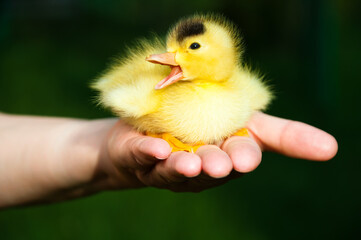 Little cute duckling with the opened beak sitting on a palm