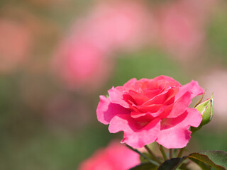 ピンクのバラの花