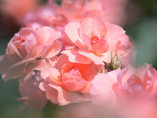 ピンクのバラの花