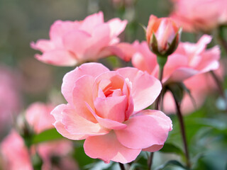 Fototapeta premium ピンクのバラの花