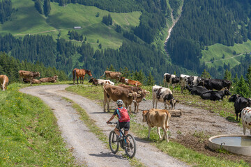 nice senior woman with mountain bike meeting a herd of grazing milk cows in the Allgaeu mountains...