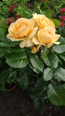 Fototapeta premium Róże pomarańczowe żółte piękne kwiaty ogród