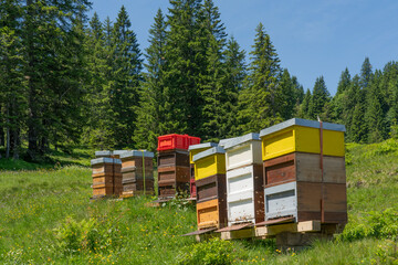 colorful beehives with busy bees on a blooming spring meadow in the Allgaeu Alps above the village...