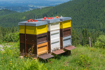 Fototapeta na wymiar colorful beehives with busy bees on a blooming spring meadow in the Allgaeu Alps above the village of Oberjoch, Allgau, Bavaria, Germany 