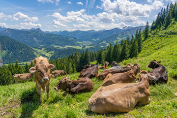 herd of Allgaeu milk cows resting on a green summer pasture above the Village of Unterjoch in the...
