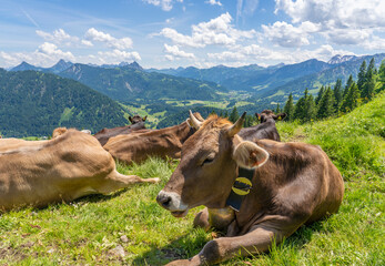Fototapeta na wymiar herd of Allgaeu milk cows resting on a green summer pasture above the Village of Unterjoch in the Allgaeu Mountains, Bavaria, Germany