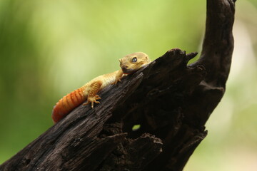 Leopard gecko is a ground-dwelling lizard native to the rocky dry grassland and desert regions of Afghanistan, Iran, Pakistan, India, and Nepal. 