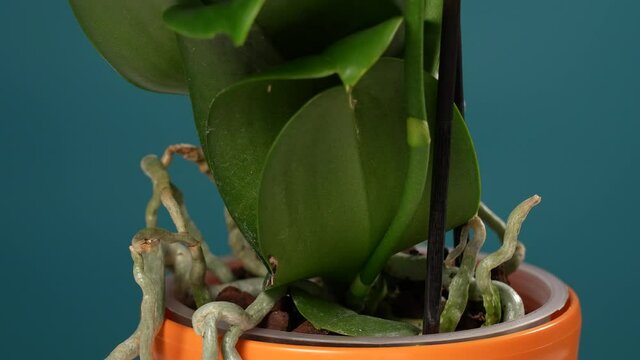 Close-up view 4k video footage of orange pot holder and transparent flower pot with bark and green roots of orchid flower inside of it. Many air roots of phalaenopsis and green healthy leaves