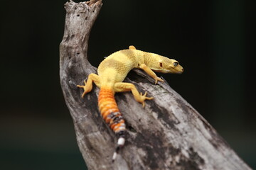 Leopard gecko is a ground-dwelling lizard native to the rocky dry grassland and desert regions of Afghanistan, Iran, Pakistan, India, and Nepal. 