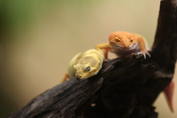 Leopard gecko is a ground-dwelling lizard native to the rocky dry grassland and desert regions of Afghanistan, Iran, Pakistan, India, and Nepal. 