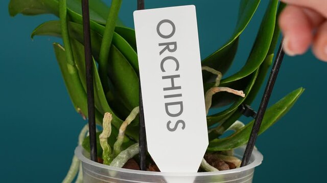 4k video of transparent flower pot with brown bark and wet green roots of orchid flower inside of it. Many air roots of phalaenopsis hanging out of flowerpot. Woman takes away label "Orchids" from pot