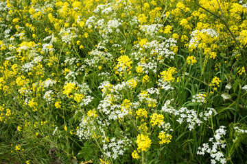 Brassica rapa, Anthryscus sylvestris -rape seed and cow parsley