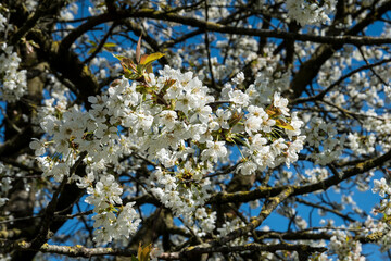 Prunus avium or wild cherry in full flower