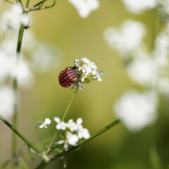 Graphosoma italicum | Graphosome d'Italie ou punaise arlequin suçant la sève d'une fleur de carotte sauvage à l'aide de son rostre