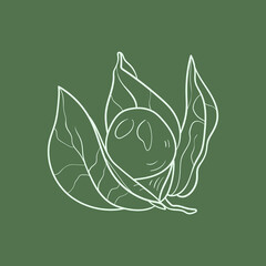 Physalis Line vector illustration. Detailed Food icon for mobile concept, print, menu, and web apps. For for restaurant, bar, vegan, healthy and organic food, market, farmers market.