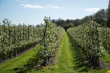 Fototapeta na wymiar An orchard with Pyrus communis or pear trees in flower