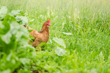 Brown chicken on a green field.