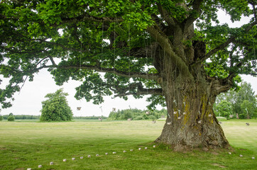 An old oak tree and a field near which a wedding is expected.