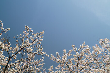 さくら　春の風景