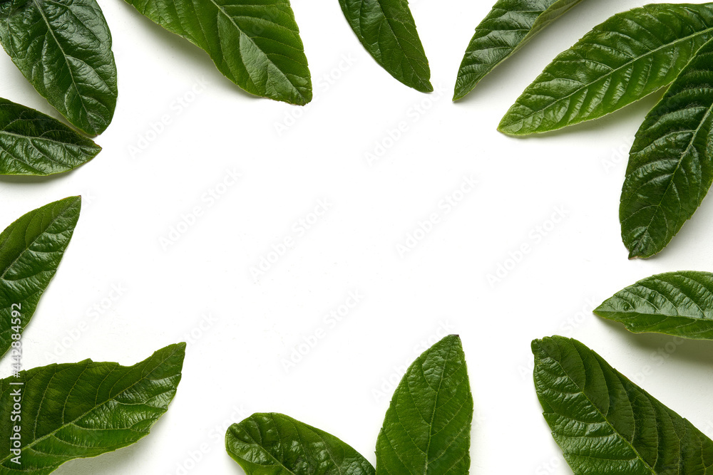 Canvas Prints Tropical green leaves on white background. Frame made of loquat  leaves . Copy space, flat lay