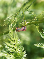 Accouplement de graphosomes d'Italie ou  Pentatomee rayée (Graphosoma italicum)