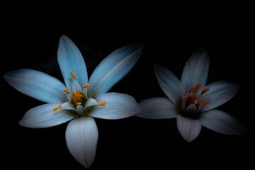 Fototapeta premium Two bluish flowers with orange petals on black background