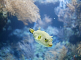 Yellow fish in aquarium