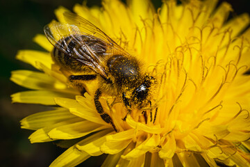 Bee sucks nectar from yellow dandelions