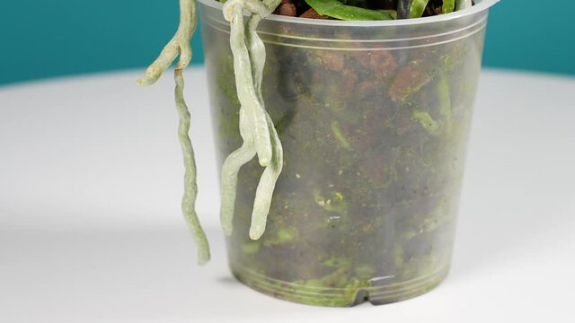 Closeup view 4k stock video footage of transparent flower pot with brown bark and wet green roots of orchid flower inside of it. Many silver air roots of phalaenopsis plant hanging out of flowerpot