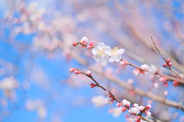 blossom plum