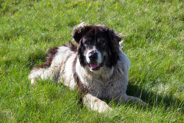 Shepherd dog on the Transalpina Romania