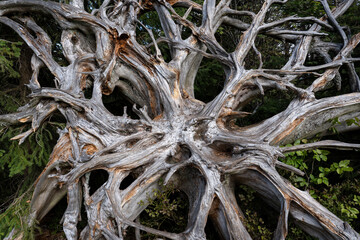 Nahaufnahme alter Wurzelteller eines Baumes nach Sturmwurf am Lotharpfad im Nationalpark...