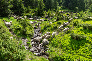 Flocks of sheep graze in the summer in the Ukrainian Carpathians Lysych mountain meadow, Marmara massif. Traditional sheep breeding in the Carpathians. Sheep on pasture on a background of mountains.