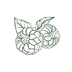 Raspberries Line vector illustration. Detailed Food icon for mobile concept, print, menu, and web apps. For for restaurant, bar, vegan, healthy and organic food, market, farmers market.