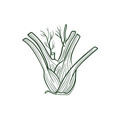 Fennel Line vector illustration. Detailed Food icon for mobile concept, print, menu, and web apps. For for restaurant, bar, vegan, healthy and organic food, market, farmers market.