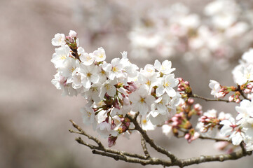 さくら　日本の春の風景