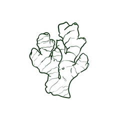 Ginger root Line vector illustration. Detailed Food icon for mobile concept, print, menu, and web apps. For for restaurant, bar, vegan, healthy and organic food, market, farmers market.