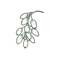 Barberry Line vector illustration. Detailed Food icon for mobile concept, print, menu, and web apps. For for restaurant, bar, vegan, healthy and organic food, market, farmers market.