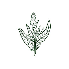 Quinoa Line vector illustration. Detailed Food icon for mobile concept, print, menu, and web apps. For for restaurant, bar, vegan, healthy and organic food, market, farmers market.