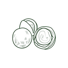 Macadamia Line vector illustration. Detailed Food icon for mobile concept, print, menu, and web apps. For for restaurant, bar, vegan, healthy and organic food, market, farmers market.