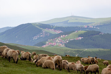 Flock of sheep in the mountains of Romania