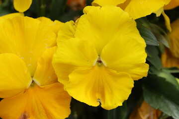 春の庭に咲く黄色いパンジーの花