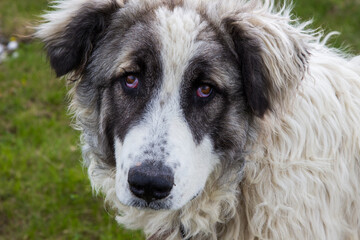 Shepherd dog on the Transalpina Romania