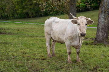 White cow with crooked horns stands in the pasture and looks into the camera