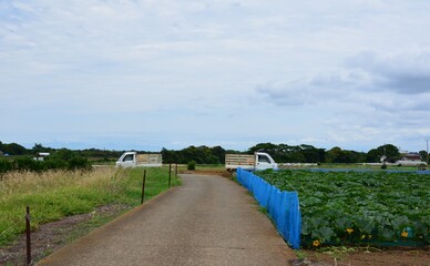 カボチャ畑の道