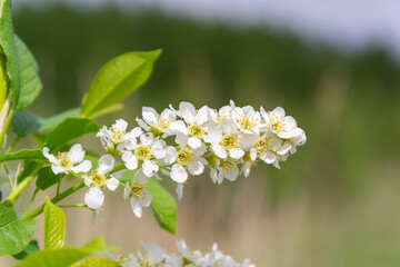 white cherry blossoms