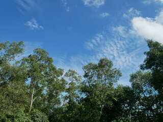 sky and trees