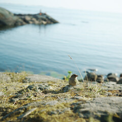 Sparrow 